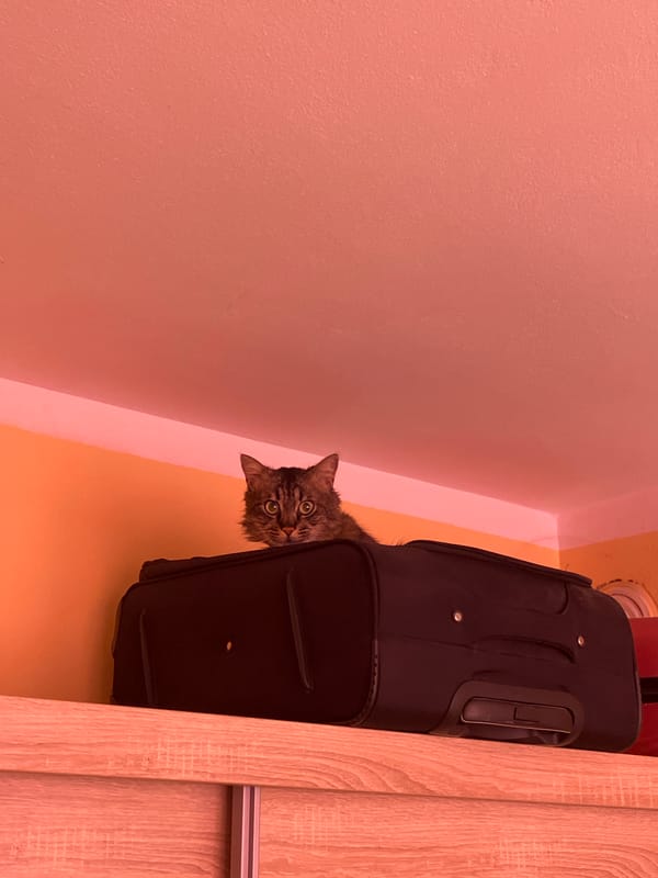 Cat found peeking from suitcase in Karlovo, Bulgaria