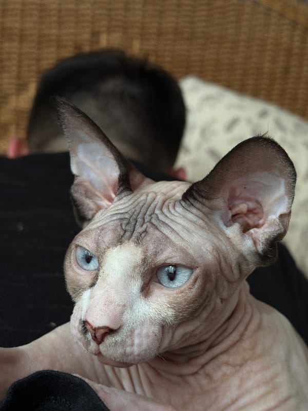 Sphynx cat lazy afternoon on a bed in Odesa
