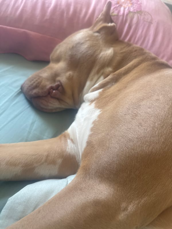 A sleepy pit bull and a bowl of apricots in Metsamor