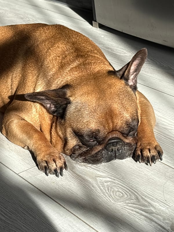 Brindle French bulldog napping in afternoon sunlight