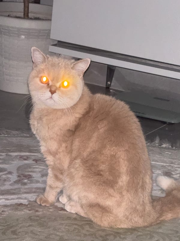 Tan cat with orange eyes spotted resting indoors