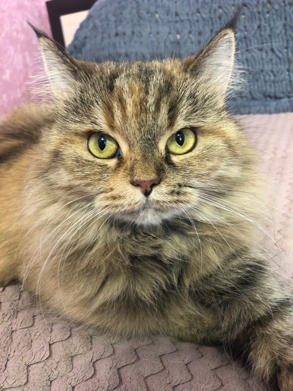 Fluffy tabby cat lounging on blankets at home