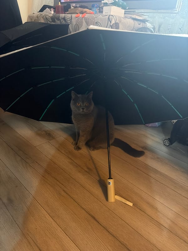 Gray cat lounging under an umbrella on a wooden floor