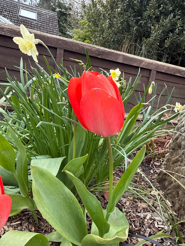 Red tulip blooms among daffodils in Great Yarmouth garden