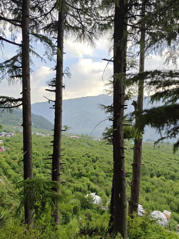 Hiker and dog encounter monkeys in Nashala valley forest
