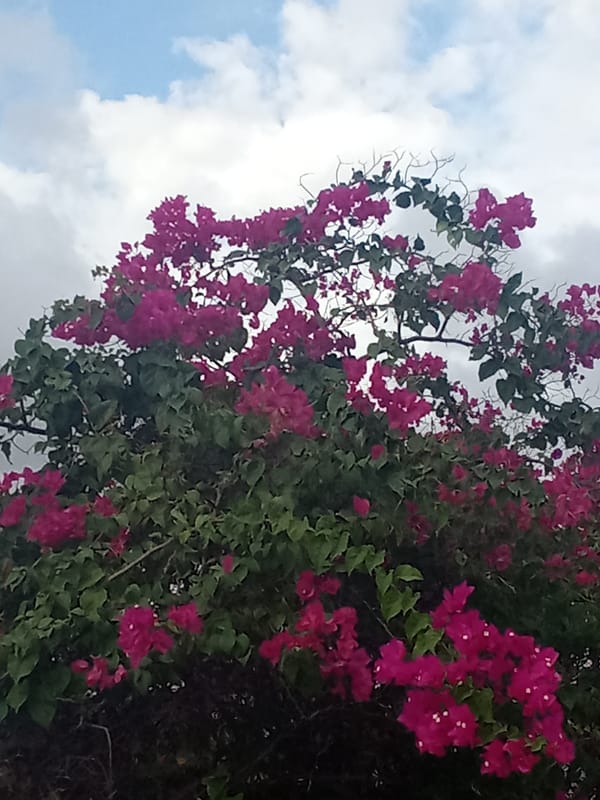 Blooming flowers documented in Juan Griego, Venezuela