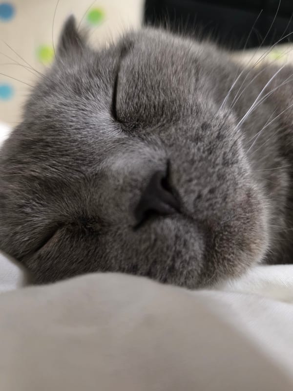 Gray cat rests peacefully in Be'er-Sheva home
