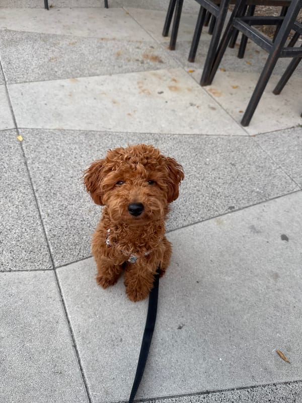 Afternoon stroll with poodle at Montenegro seaside cafe