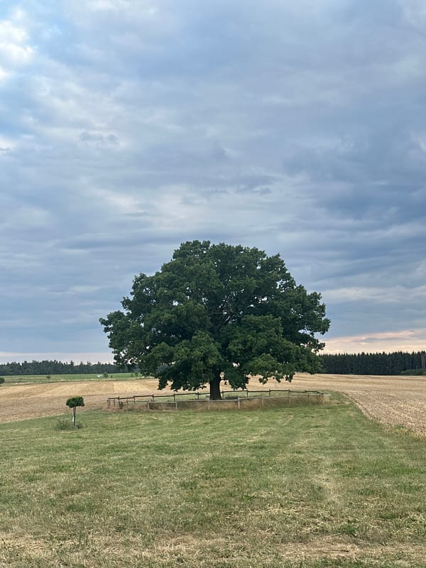 Lone oak tree stands fenced in a harvested rural field