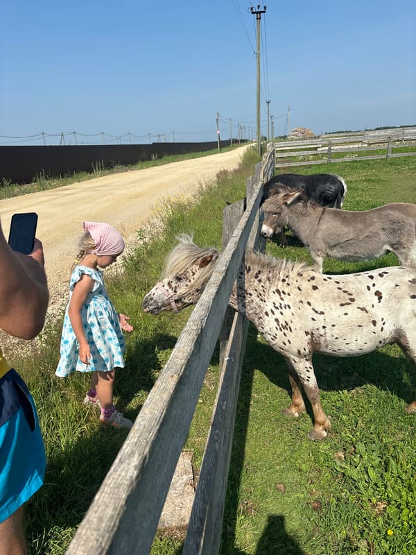 Miniature horses meeting visitors over a wooden fence in rural Russia