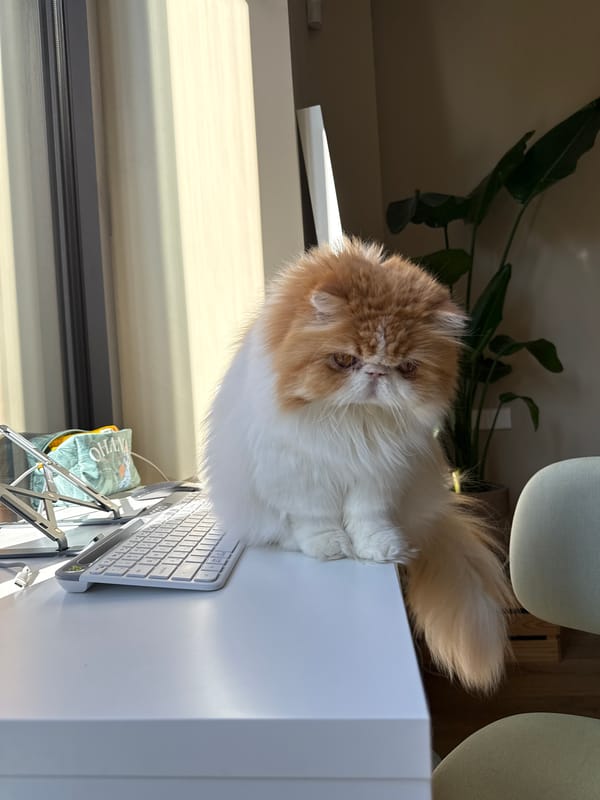 Barcelona resident documents cats and pizza preparation at home