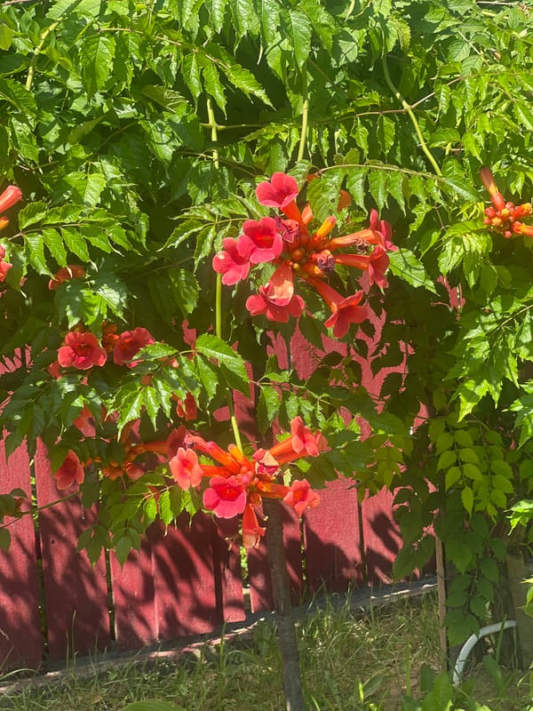 Wild plants and summer blooms along Bârnova's rural edges