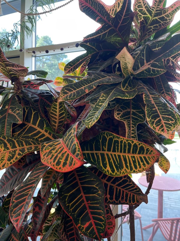 Lunch documentation at Hrodna restaurant includes food and interior details