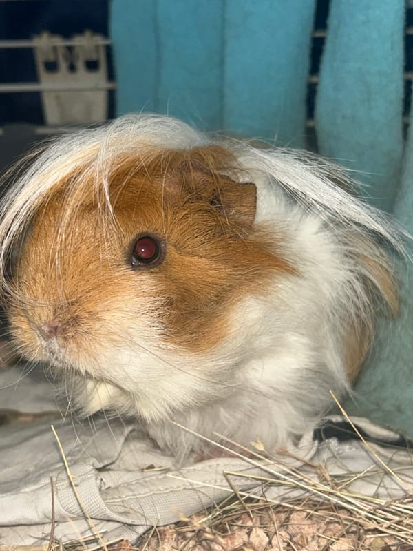Guinea pig photographed in close-up amid hay and cloth