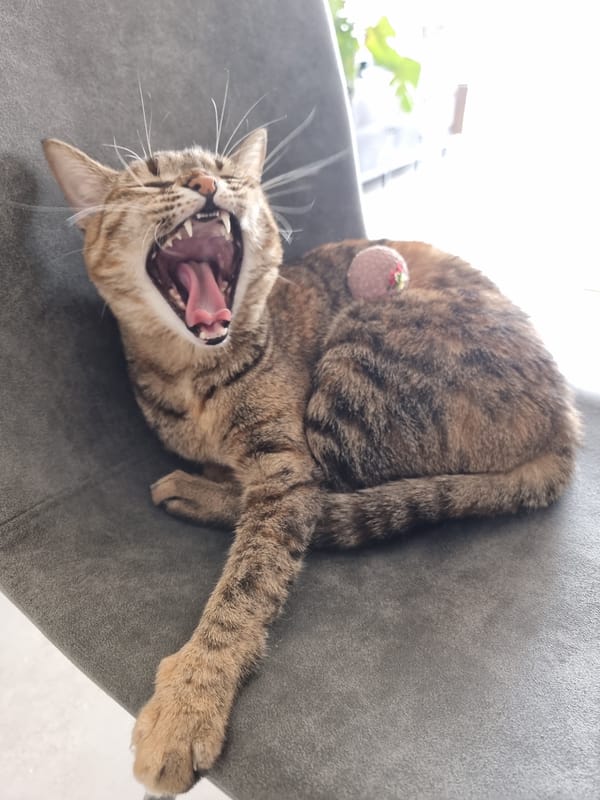 Cat grooming and human interactions captured in Ramat Gan