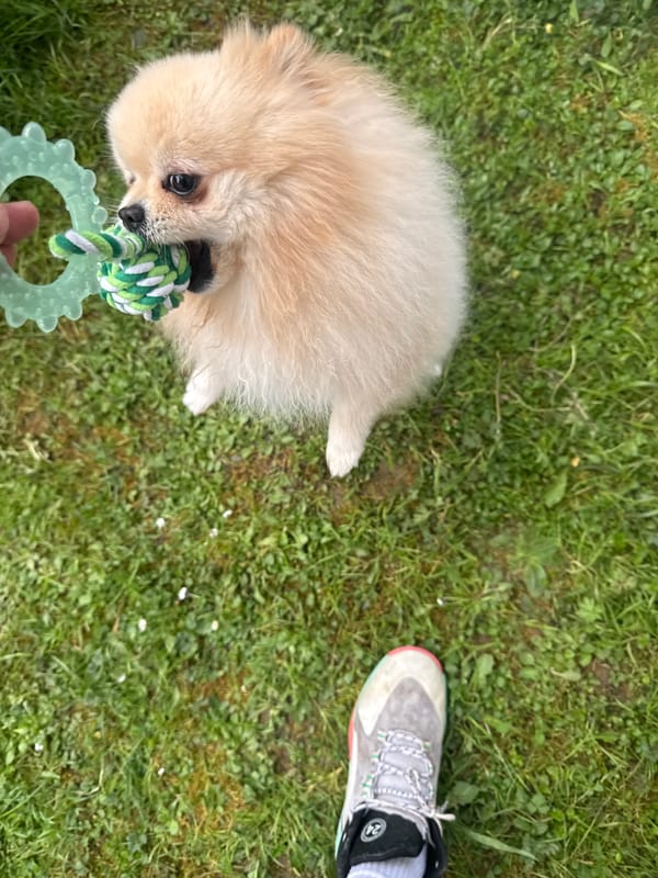 Pomeranian dog photographed playing on lawn in Bietigheim-Bissingen