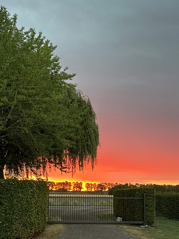 Weeping willow at sunset, rural Dronten countryside