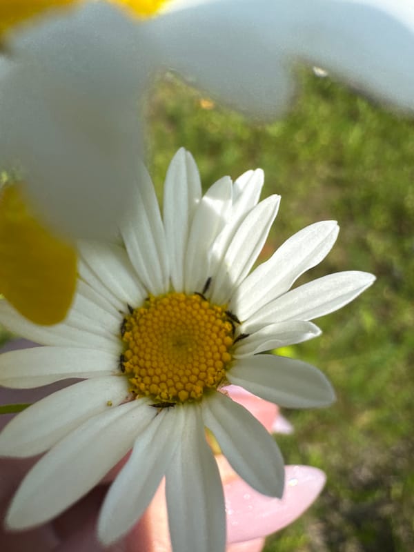 Foraging and wildflowers on a summer morning in Chaikovsky