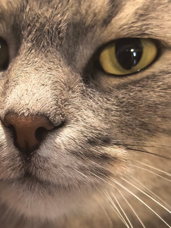 Scottish Fold cat at home, plus a crescent moon at dusk