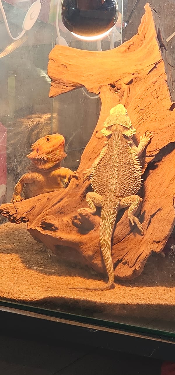 Pet bearded dragons photographed in Moscow terrarium setup