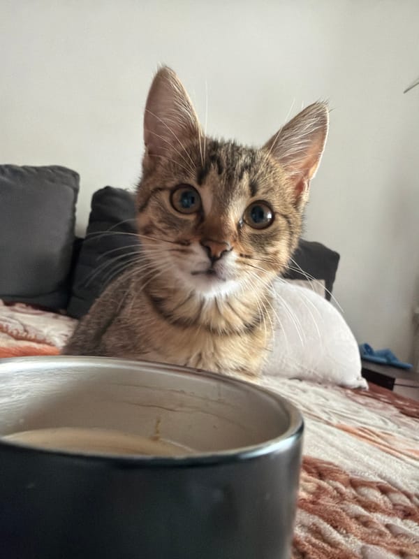 Tabby kitten explores mugs, blankets, and a lap indoors