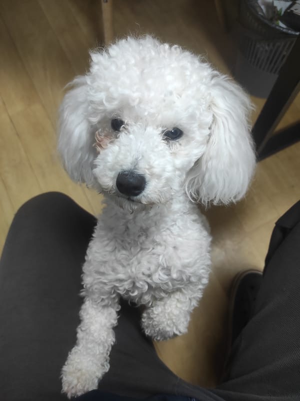 Morning domestic scenes with white dog captured by witnesses