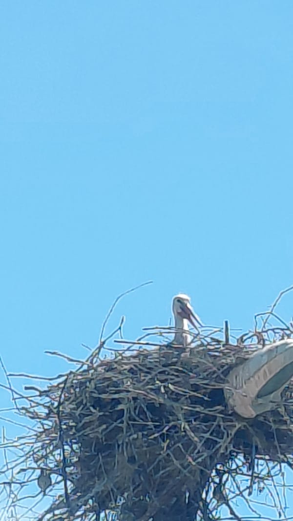 Large wading bird observed in nest during morning hours