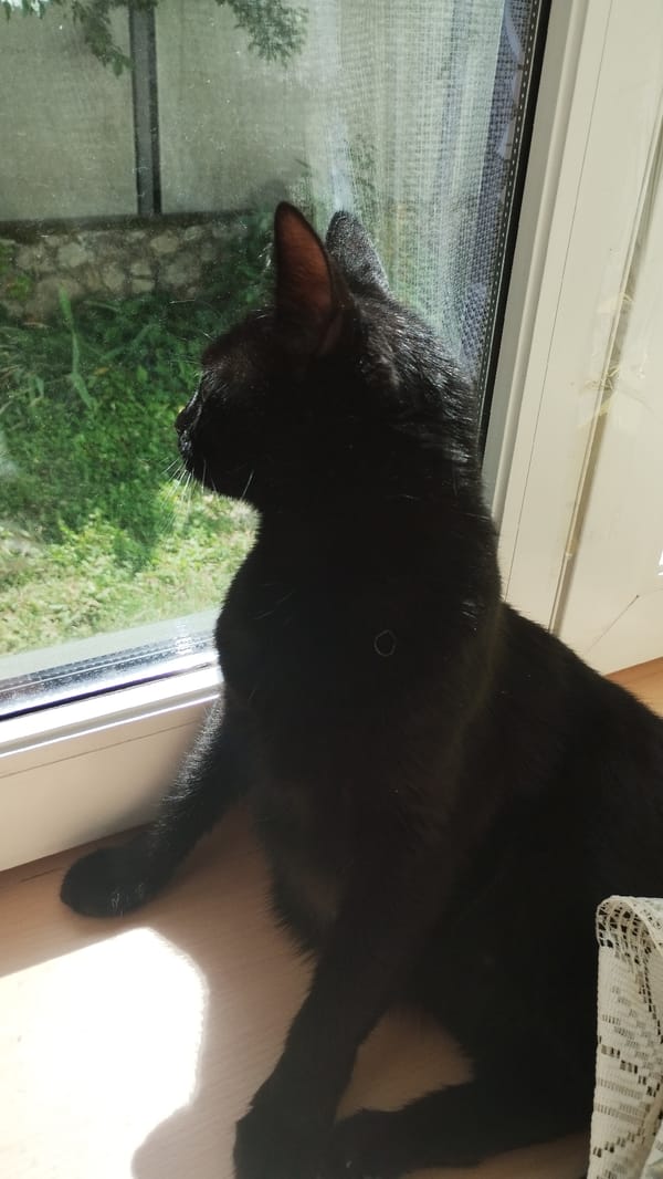 Black cat relaxing around a sunlit home interior