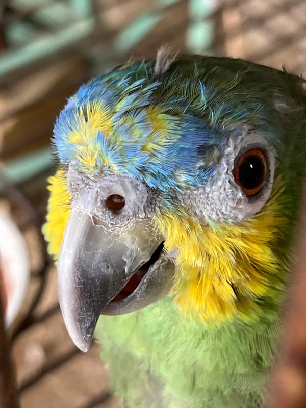 Animals photographed in captivity in Tinaquillo, Venezuela