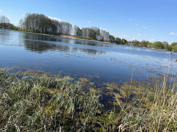 Afternoon fishing documented at algae-covered lake in Nesvoevka, Russia