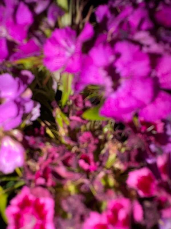 Flowers and ink: close-up details from a night in Riga