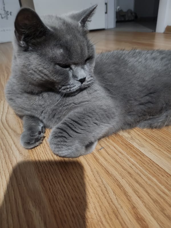 Grey cat relaxing indoors in Tsarevo on a summer evening
