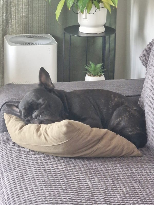 French bulldog naps on sofa in Plovdiv home