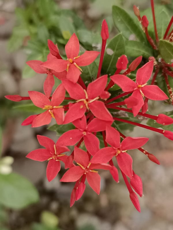 Colorful garden flowers blooming in Blang Cut, Indonesia