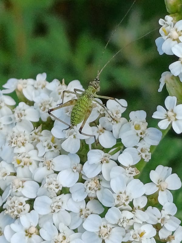 Riga nature scenes: insects, flowers, reeds, and open sky