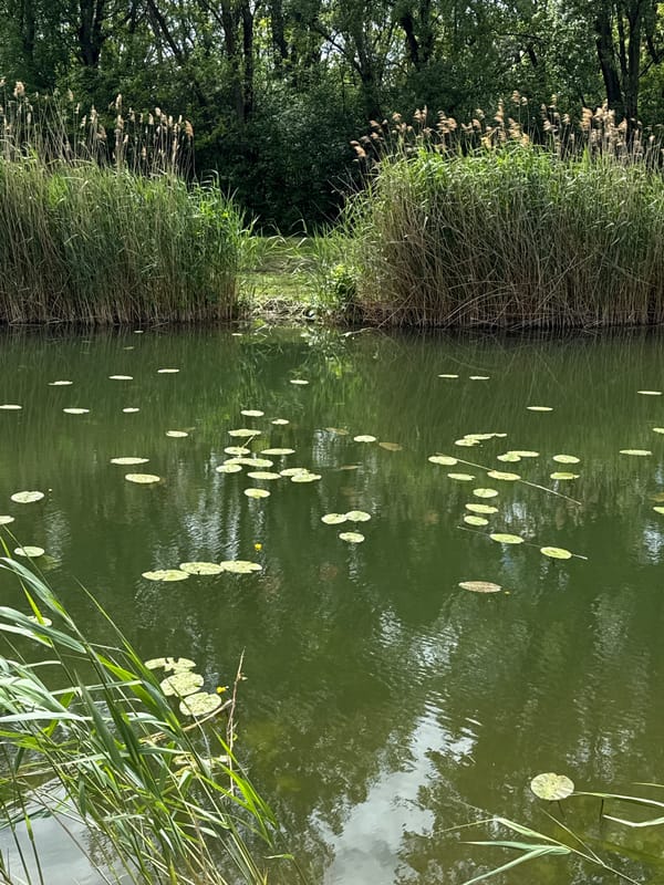 Pond scenes and minor flooding documented in Bratislava
