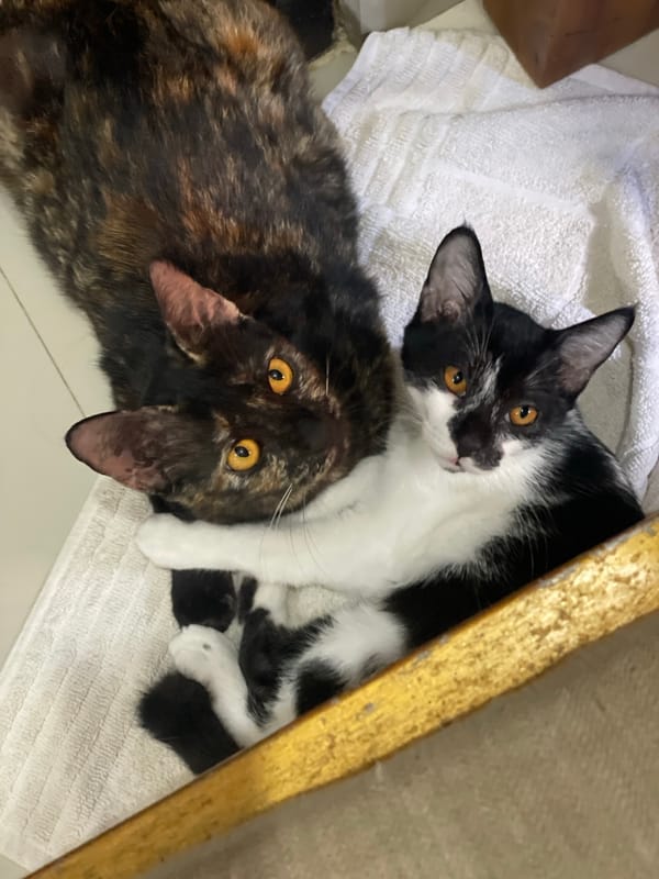 Two cats cuddle and groom together in Denpasar home