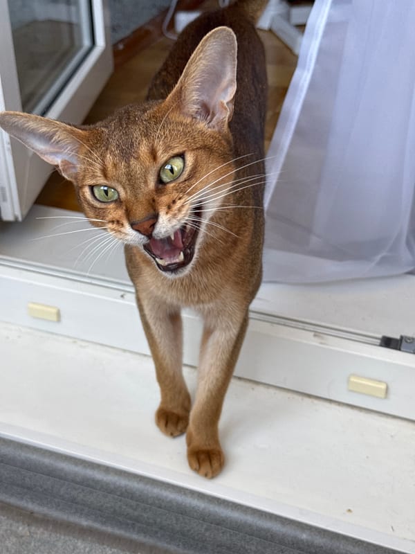 Abyssinian cat poses around a Russian home