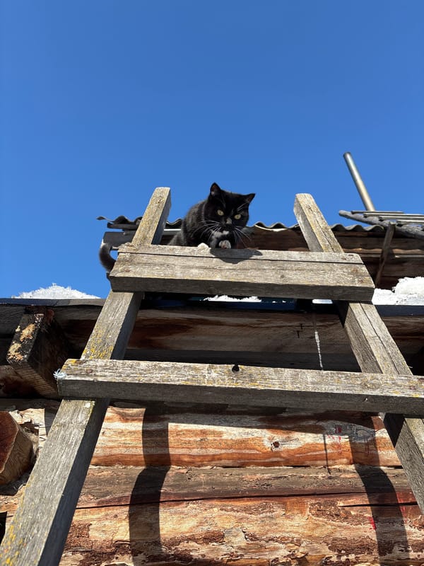 Tuxedo cat spotted on wooden structure in Ust-Ilimsk