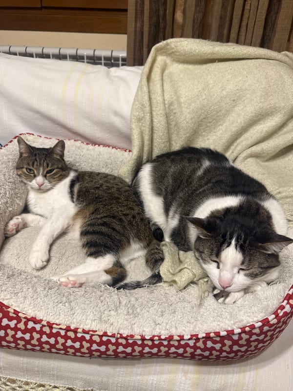 Two tabby cats rest together in patterned pet bed