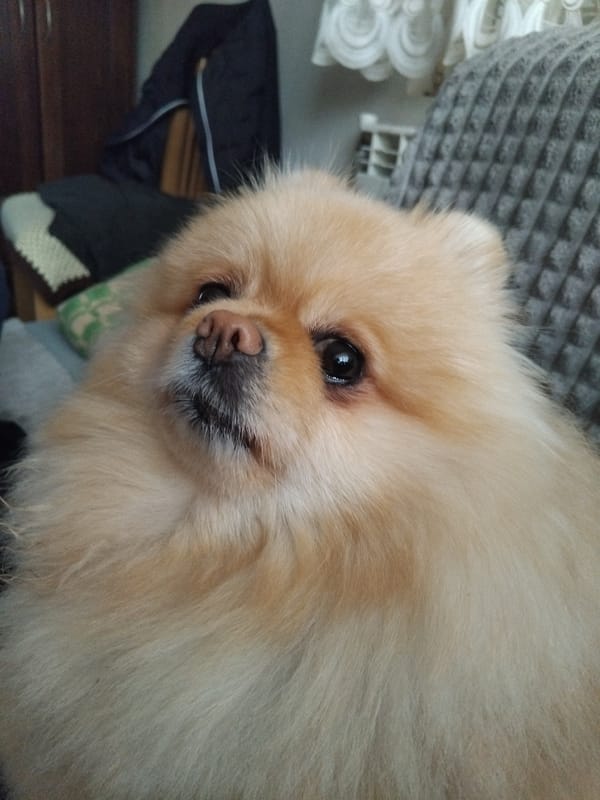 Pomeranian dog photographed indoors in Apriltsi, Bulgaria