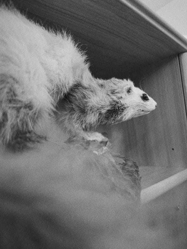 Night streets and taxidermy close-ups in Winnenden, Germany