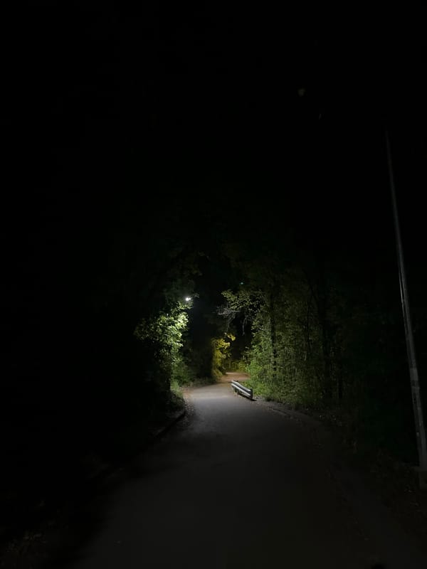 Evening nature walk captures flowers, plants, spider across two hours