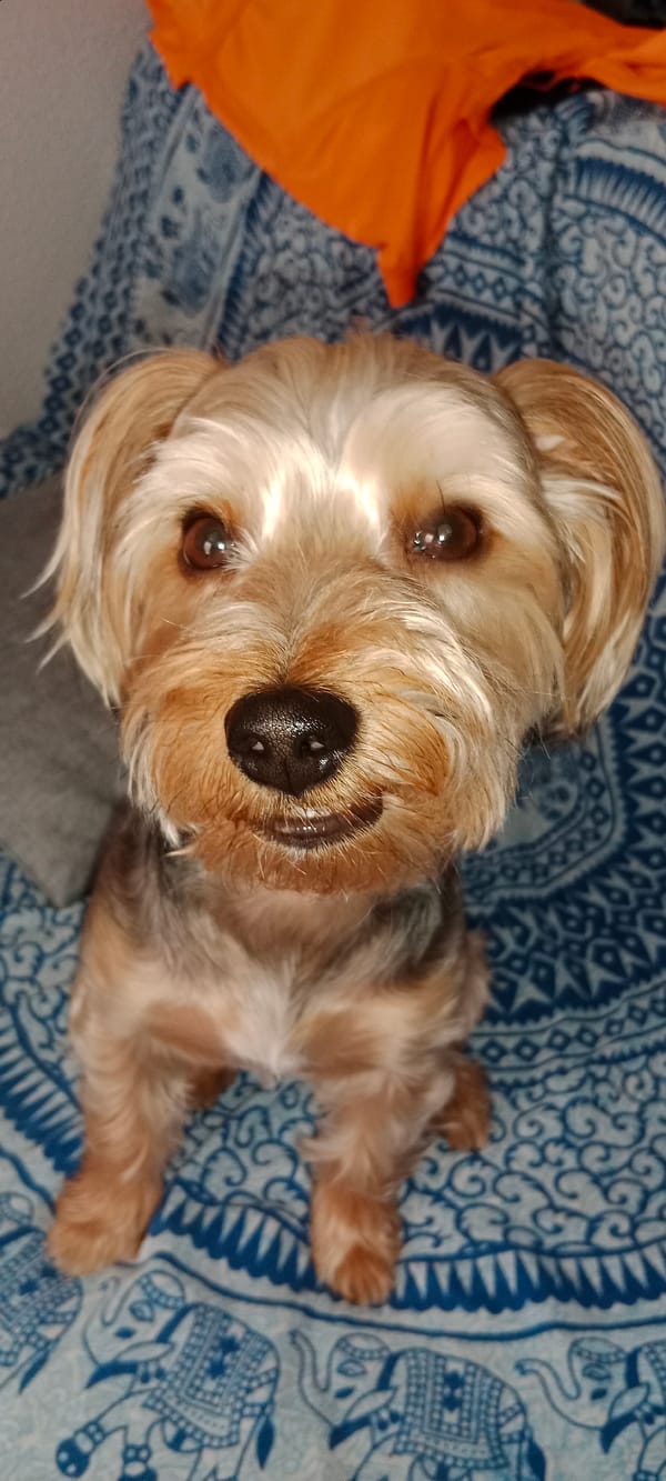 Yorkshire Terrier relaxing around the house on a Sunday morning