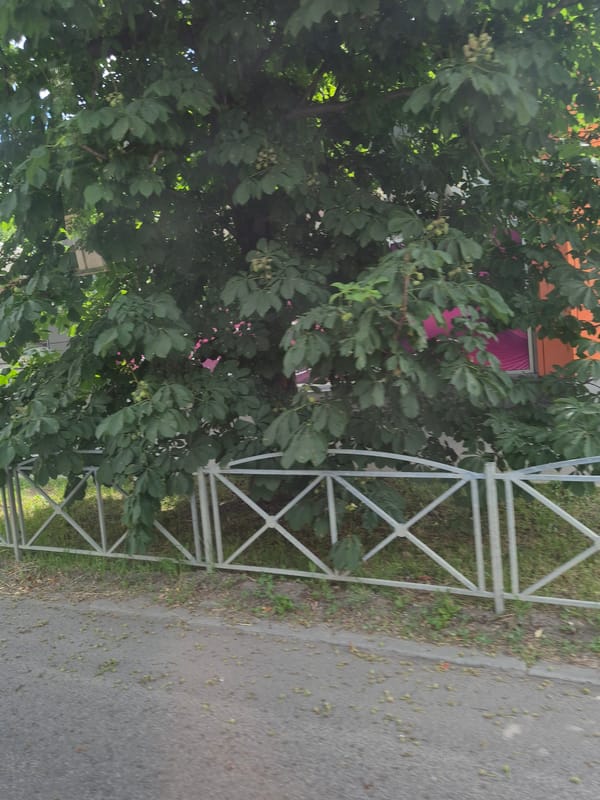 Quiet summer morning on the streets of Kropyvnytskyi