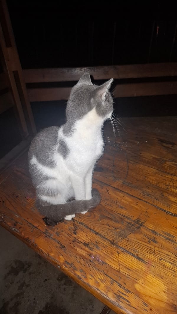 Rainy night in a Cyrillic-script city, cat included