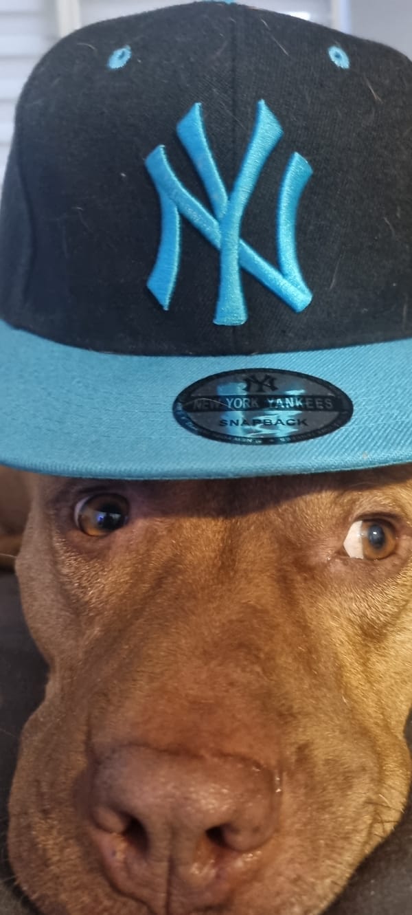 Dog in Yankees cap photographed on Sofia streets