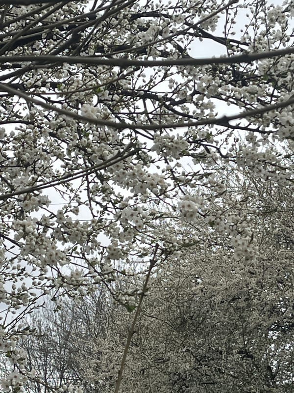Spring blossoms bloom across Sofia amid urban landscape