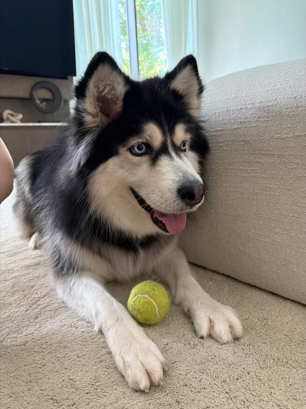 Husky plays with a tennis ball around a Dubai home