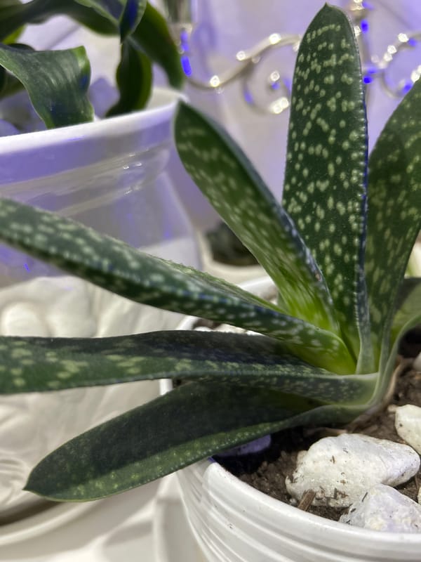 Houseplants, a small dog, and Mirny nights